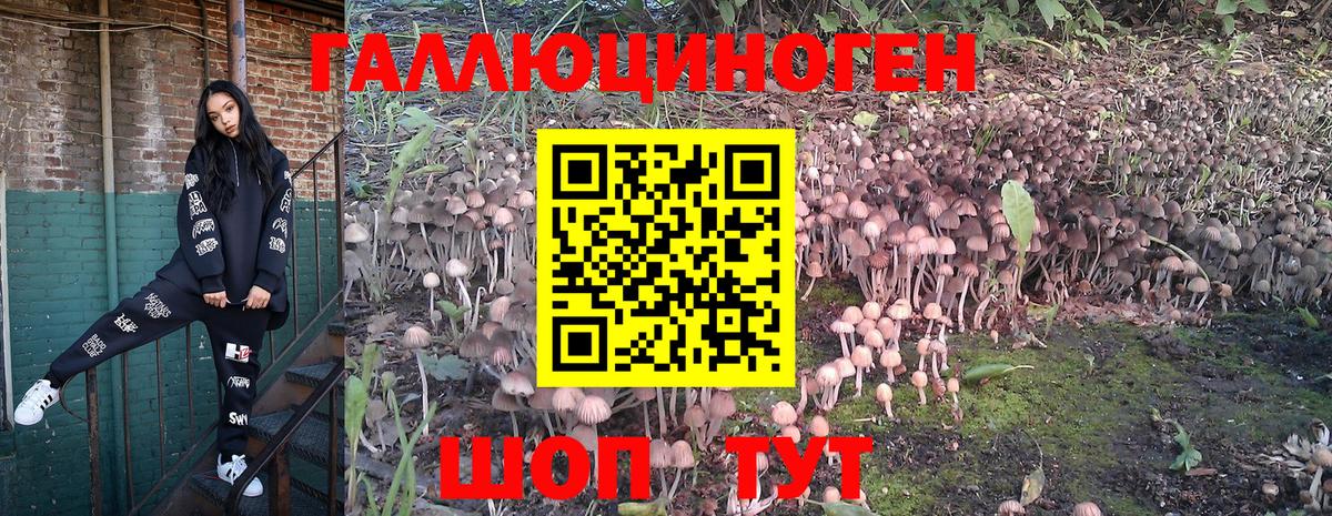 Вологда  Псилоцибиновые грибы Cubensis  купить наркотики сайты  Вход с VPN 